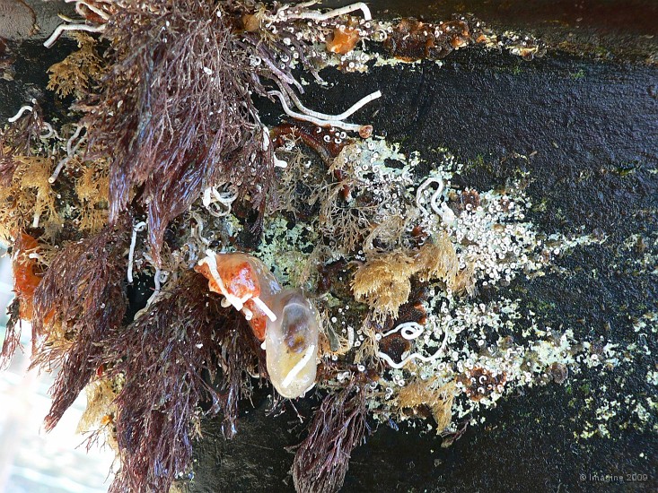 87- Corail sous la coque.JPG